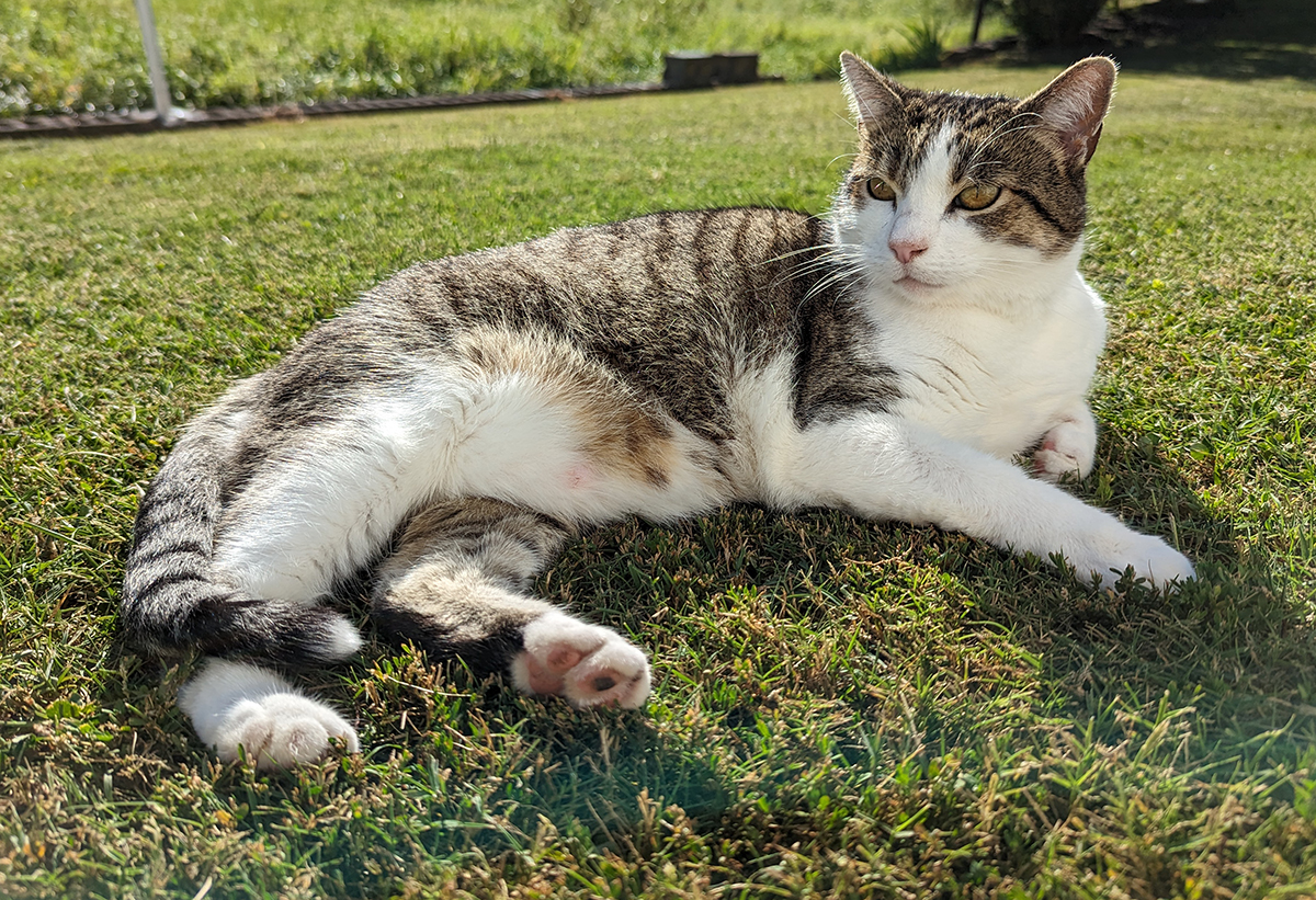 Kitty Boodle laying in the grass looking cute