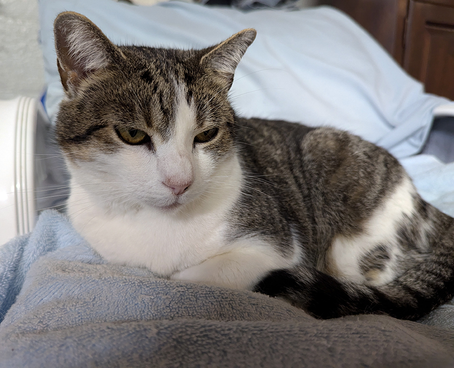 Photo of gray cat sitting on a blue blanket