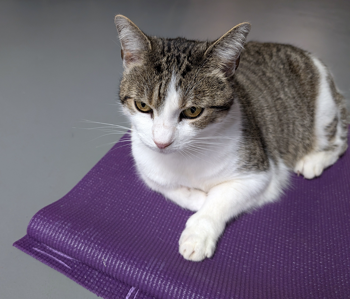 Kitty Boodle sitting on Jennifer's purple yoga mat